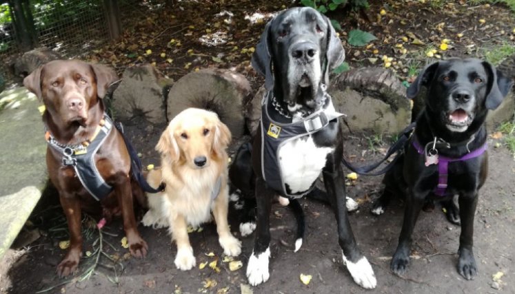 Los animales domésticos son considerados semovientes en el Código Civil. / Foto Colprensa