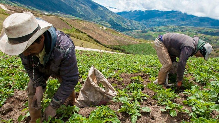 Agricultura, el sector mas afectado por los recortes del PNG 2025./ Foto Archivo