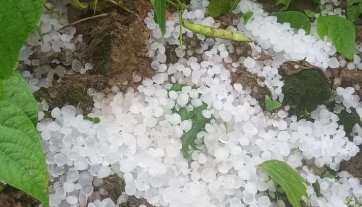Invierno acompañado de vientos y granizos afecta cultivos en zona rural de La Playa de Belén./ Foto cortesía: la Opinión.