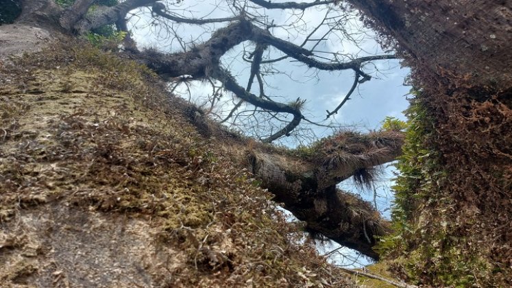 Una comisión de la secretaría de Medio Ambiente adelanta una inspección ocular a los árboles de Ocaña. / Foto cortesía: La Opinión.