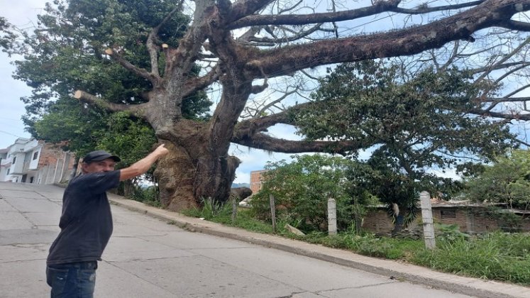 Una comisión de la secretaría de Medio Ambiente adelanta una inspección ocular a los árboles de Ocaña. / Foto cortesía: La Opinión.