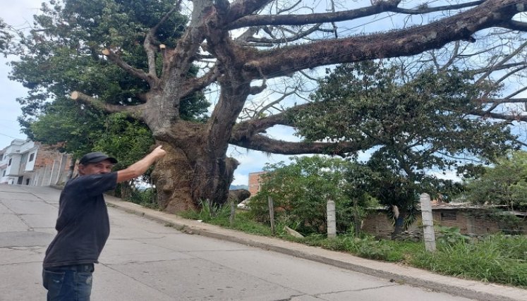 Una comisión de la secretaría de Medio Ambiente adelanta una inspección ocular a los árboles de Ocaña. / Foto cortesía: La Opinión.