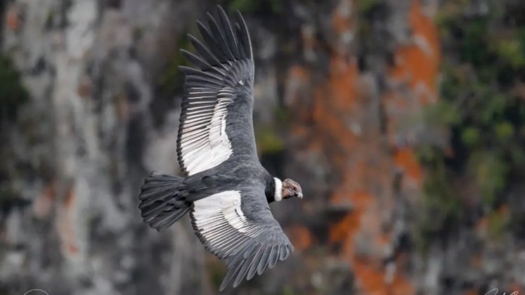 El majestuoso cóndor de los Andes que un hotel intenta conservar, en Caldas