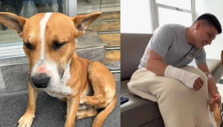 Paco, perrito de apoyo a militares