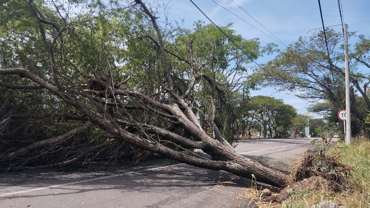 Árboles de gran altura fueron arrancados de raíz por el viento. 