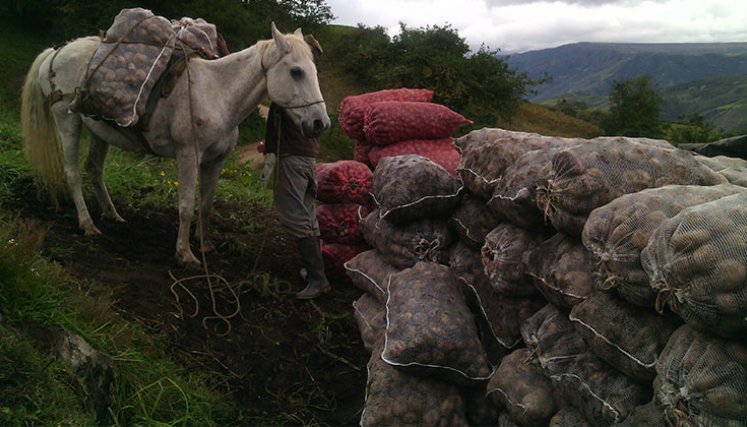 El paro del transporte de carga tiene preocupados a alcaldes de municpios agrícolas./ Foto Archivo