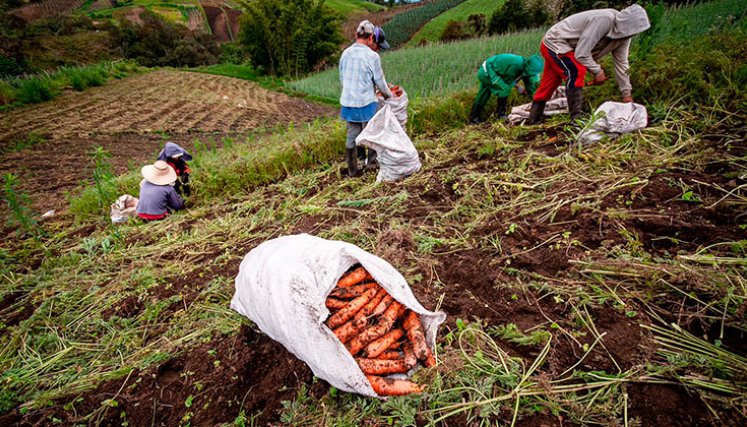Campesinos. / Foto: Cortesía