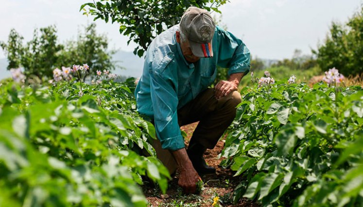 Créditos para el sector agropecurio. / Foto Cortesía