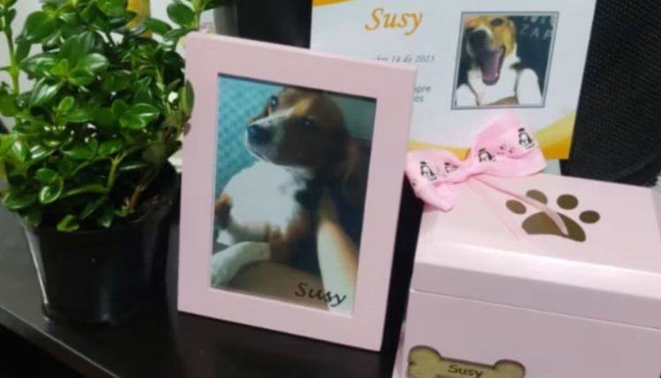 Perrita murió a causa de médico farsante