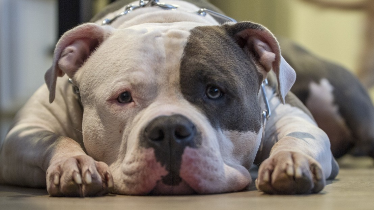 En Colombia hay dos leyes que se refieren a la posesión de estos perros de manejo especial.