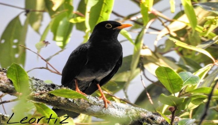 El avistamiento de aves se ha constituido en un potencial turístico para la provincia de Ocaña y zona del Catatumbo. / Foto cortesía: La Opinión.