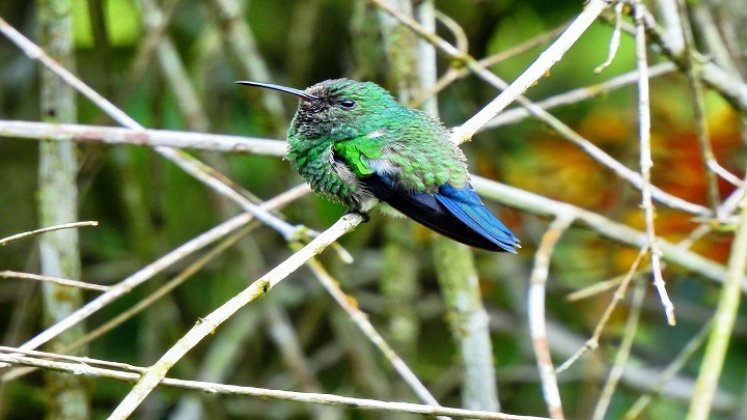 El avistamiento de aves se ha constituido en un potencial turístico para la provincia de Ocaña y zona del Catatumbo. / Foto cortesía: La Opinión.