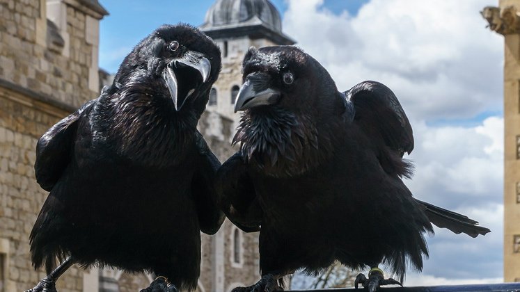 Cuervos de Londres 