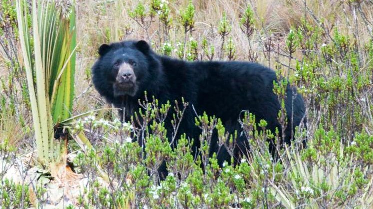 Oso andino 