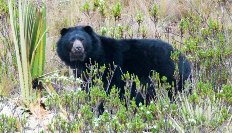 Oso andino 