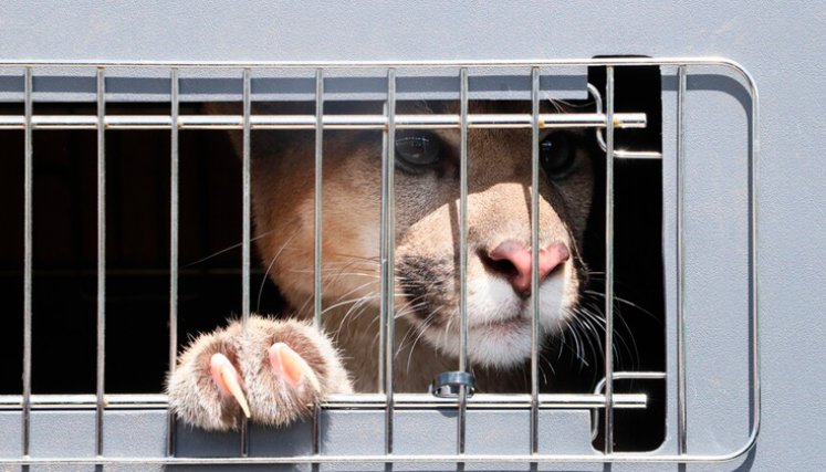 Animales rescatados