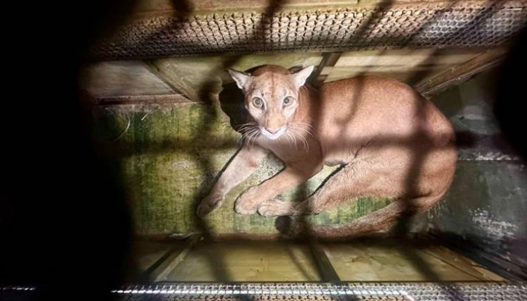 Liberación de Pumas