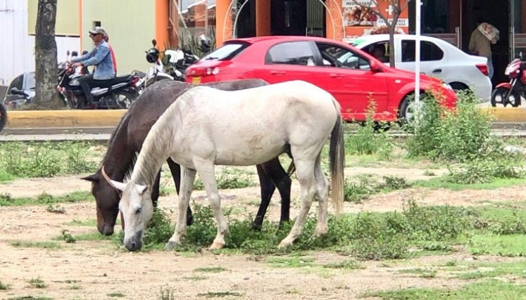 Habrá mano dura sobre los propietarios de semovientes callejeros en Ocaña./ Foto: Cortesía