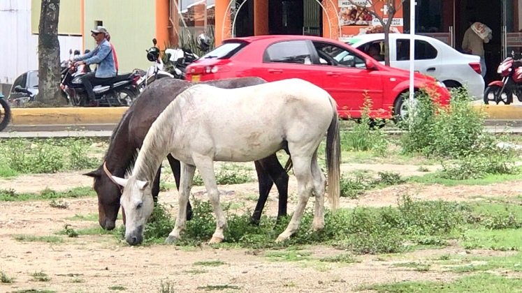 Habrá mano dura sobre los propietarios de semovientes callejeros en Ocaña./ Foto: Cortesía