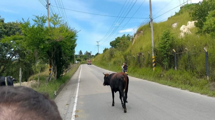 Habrá mano dura sobre los propietarios de semovientes callejeros en Ocaña./ Foto: Cortesía