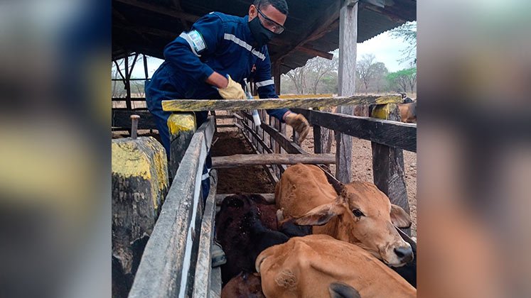 En Norte de Santander se desarrollará la campaña de salud animal./ Foto Archivo