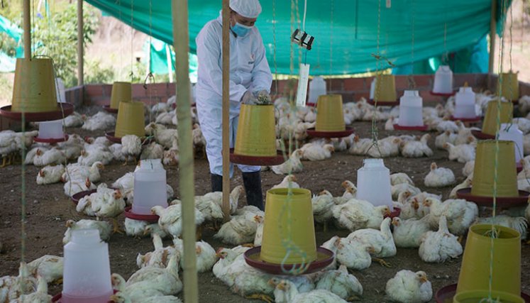 Los avicultores aún no han visto la posibilidad de exportar a Venezuela carne de pollo y huevo./ Foto Archivo