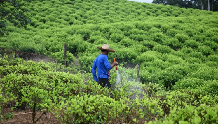 Las hectáreas de cultivos de coca en 2023 fueron de 253.000. /  Foto: Archivo / La Opinión