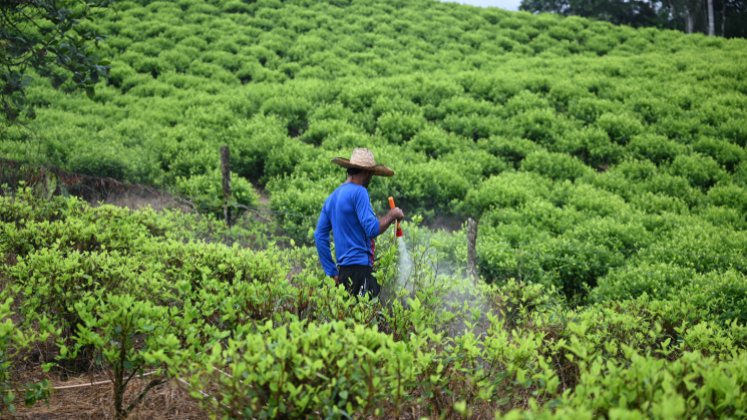 Las hectáreas de cultivos de coca en 2023 fueron de 253.000. /  Foto: Archivo / La Opinión