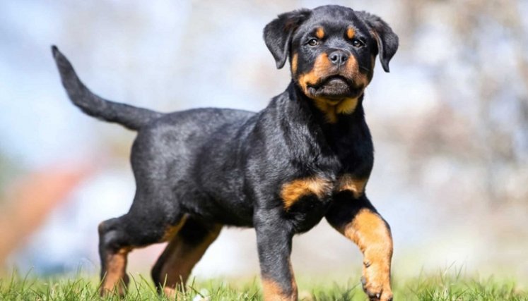 El temperamento del Rottweiler es fuerte, pero tranquilo, dócil, pese a que es una raza considerada peligrosa.