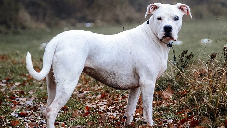 El Dogo argentino, suele considerarse un perro potencialmente peligroso, por su relación estrecha con las antiguas peleas entre caninos.