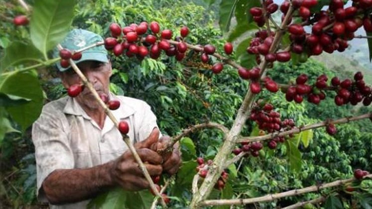 El café colombiano