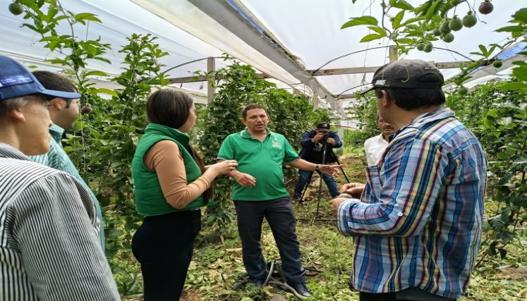 Un plan piloto con la gulupa da los primeros frutos y comienza a conquistar mercados internacionales. Foto Cortesía.