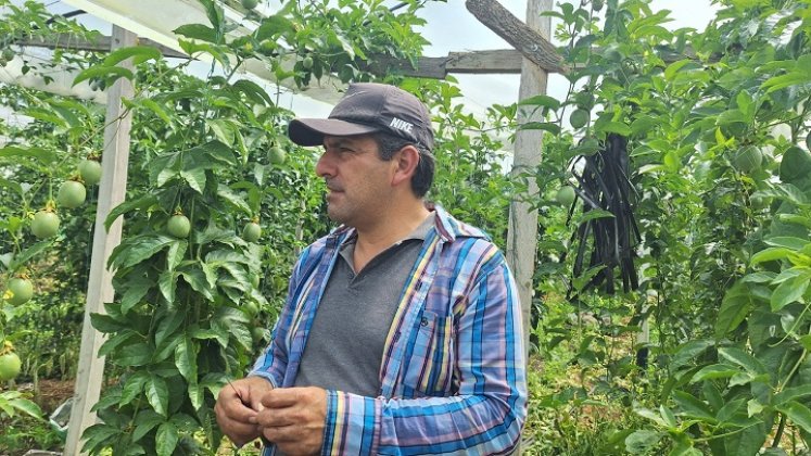 Un plan piloto con la gulupa da los primeros frutos y comienza a conquistar mercados internacionales. Foto Cortesía.