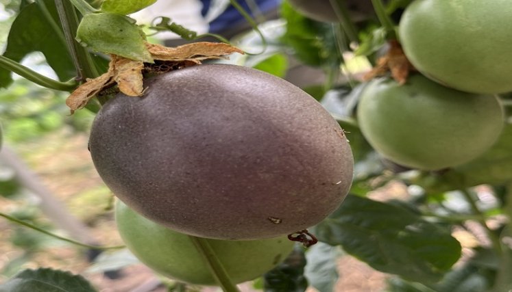 Un plan piloto con la gulupa da los primeros frutos y comienza a conquistar mercados internacionales. Foto Cortesía.