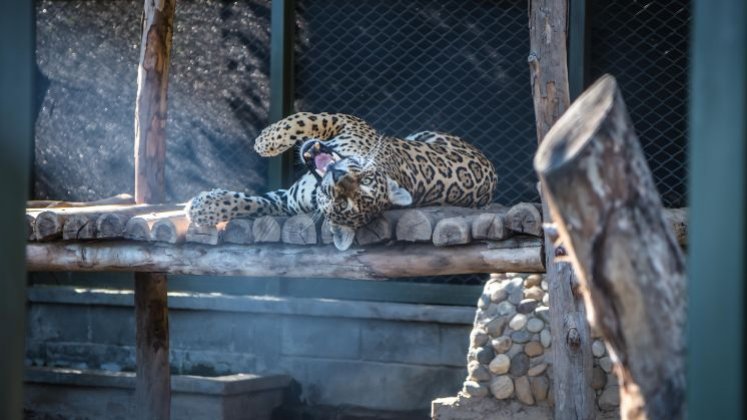 Un operativo conjunto entre Corponor, la Fundación Zoológico de Cali y el Comando Aéreo de Combate N°7 de la Fuerza Aeroespacial Colombiana, permitió hacer el traslado del jaguar ‘Nala’, de Norte de Santander a la capital del Valle del Cauca.