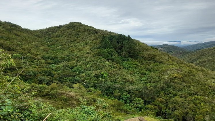 En Ocaña se adelanta un diagnóstico para determinar el estado de las reservas forestales para la conservación de los recursos naturales.