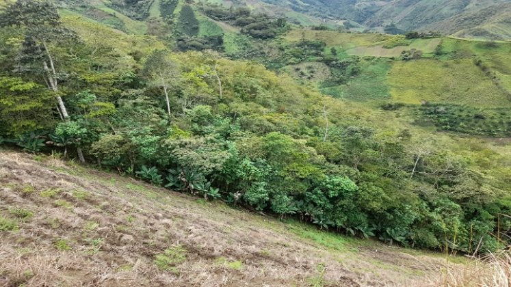 En Ocaña se adelanta un diagnóstico para determinar el estado de las reservas forestales para la conservación de los recursos naturales.