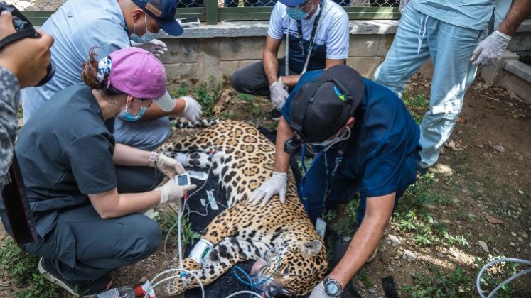 Personal del Zoológico de Cali y el equipo de médicos veterinarios, biólogos y zootecnistas de Corponor, garantizó el bienestar del jaguar durante el proceso de sedación y traslado.