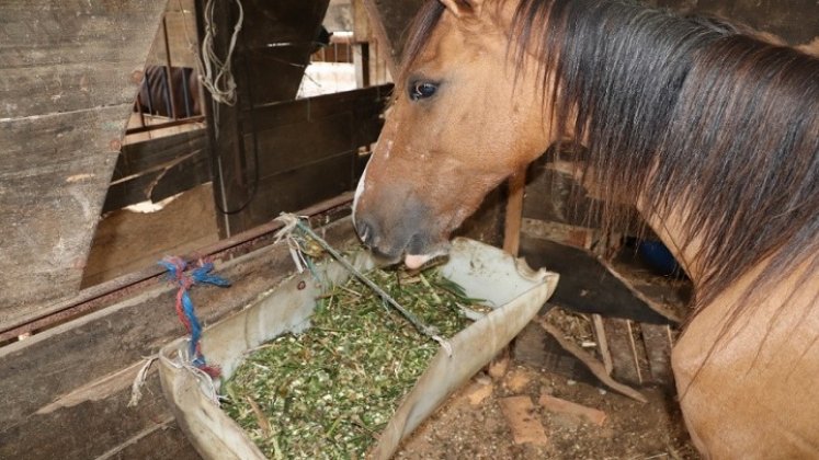 En Ocaña se conformó la Junta defensora de animales para evitar el maltrato.