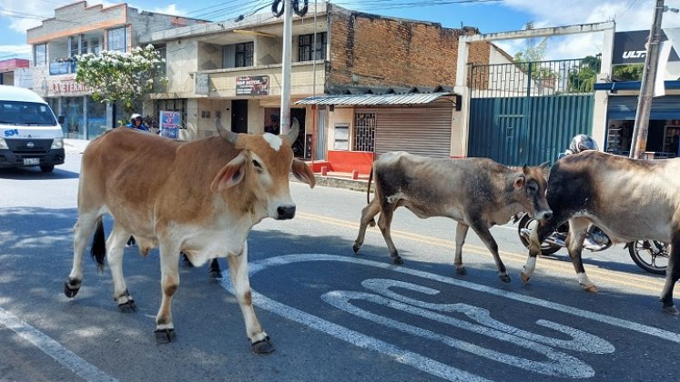 En Ocaña se conformó la Junta defensora de animales para evitar el maltrato.