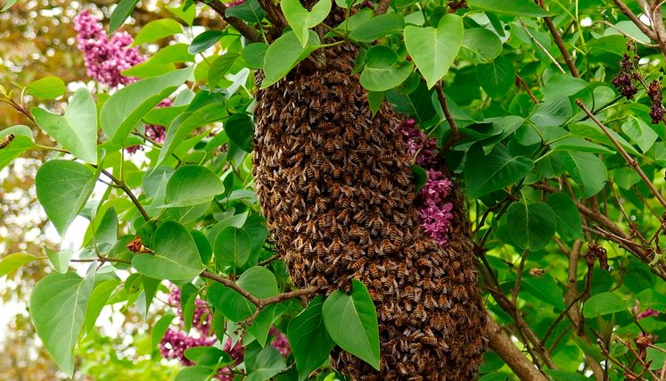 abejas