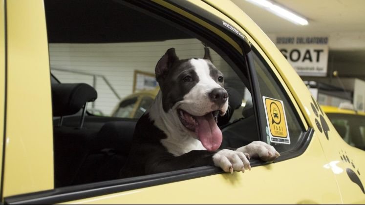 Cúcuta se posiciona como un referente en Colombia en la implementación de políticas públicas que benefician tanto a los animales como a la sociedad en general./ Fotos: Cortesía / La Opinión 