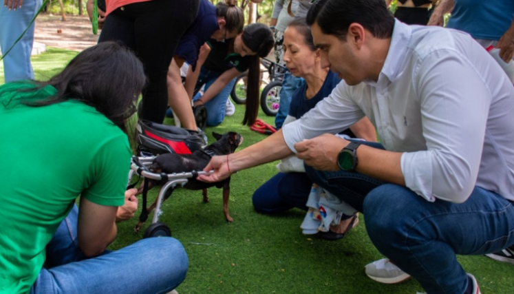  30 dispositivos entregados a animales con discapacidad.