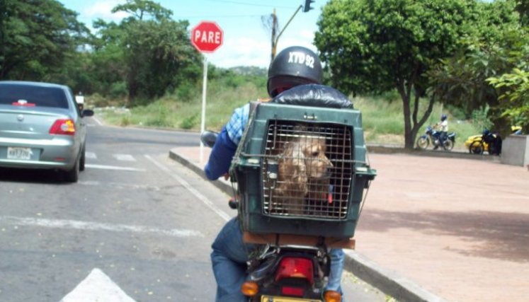 Cúcuta se posiciona como un referente en Colombia en la implementación de políticas públicas que benefician tanto a los animales como a la sociedad en general./ Fotos: Cortesía / La Opinión 