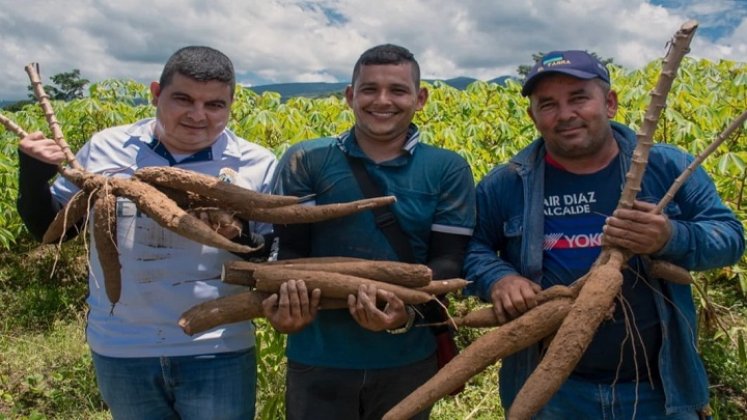 Un paso trascendental da los cultivadores de yuca con los procesos industriales para conquistar mercados.