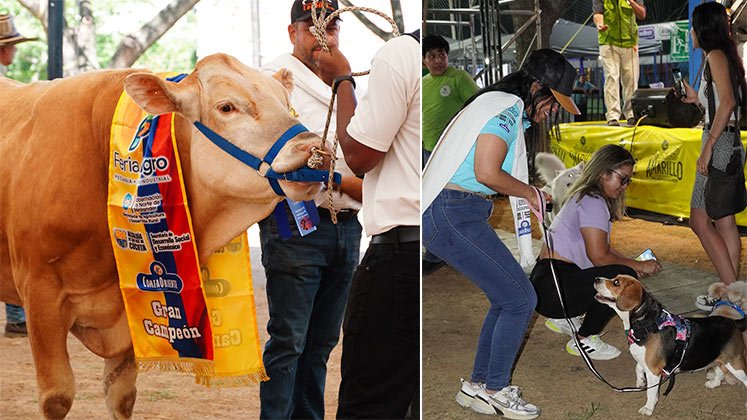 La feria contó con una actividad de juzgamiento, para seleccionar a los mejores ejemplares./ Foto Cortesía