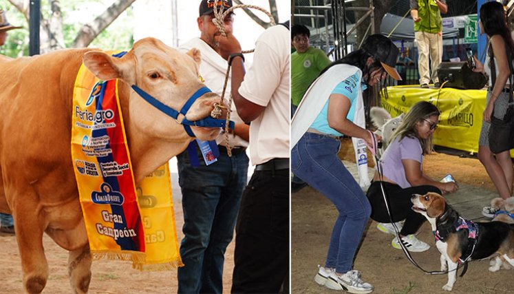 La feria contó con una actividad de juzgamiento, para seleccionar a los mejores ejemplares./ Foto Cortesía