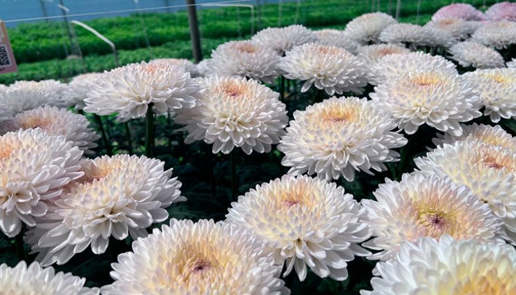 Floricultura. / Foto: Cortesía