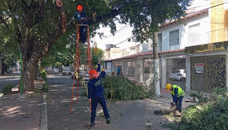 La poda se cumplió ayer en la avenida Los Faroles/Foto Stefany Peñaloza/La Opinión