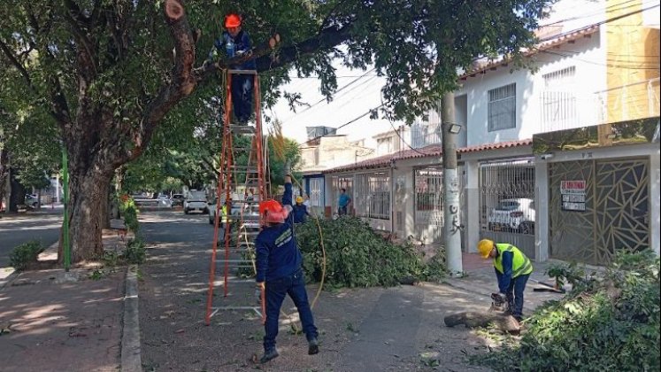 La poda se cumplió ayer en la avenida Los Faroles/Foto Stefany Peñaloza/La Opinión